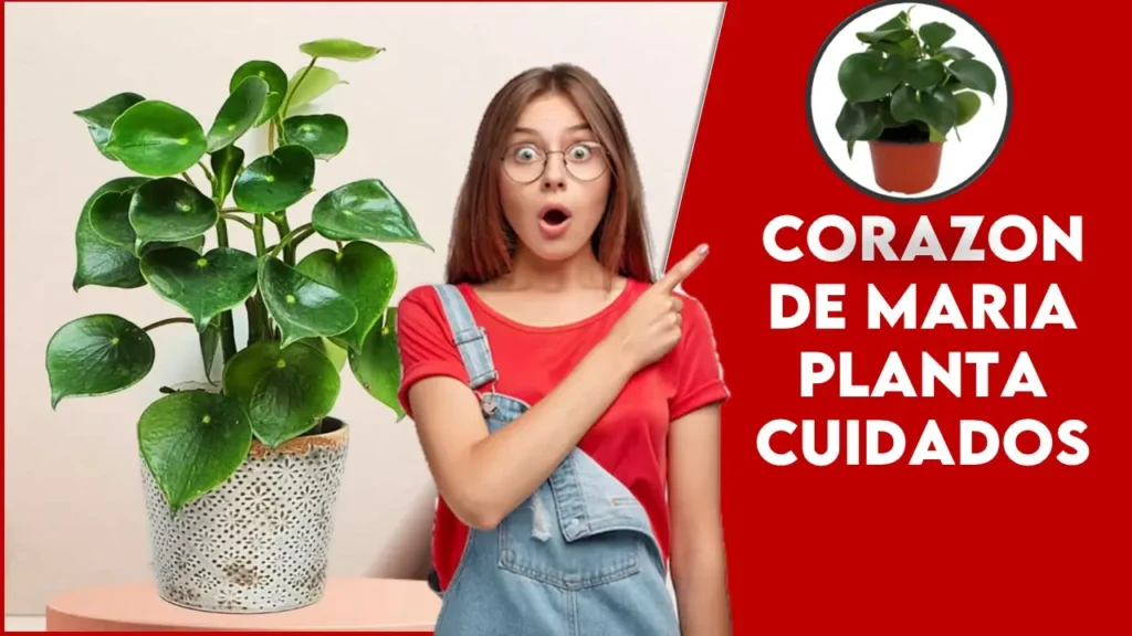 Corazon de maria planta cuidados