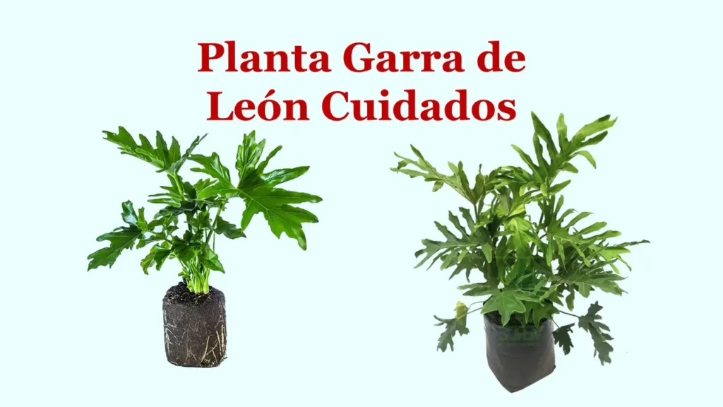 Planta Garra de León Cuidados