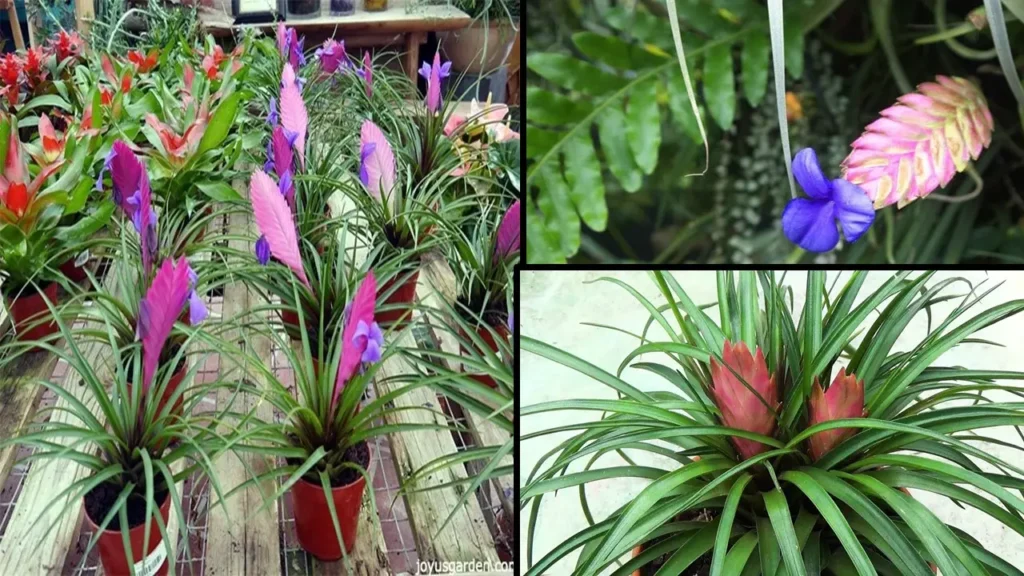 tillandsia cyanea cuidados (1)