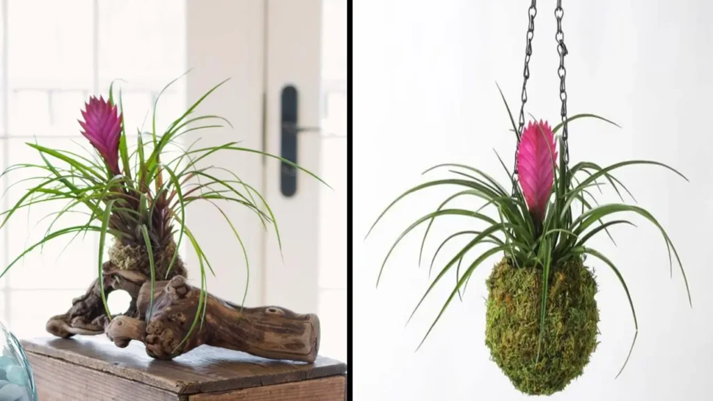 plantas quill rosado Ideas decorativas