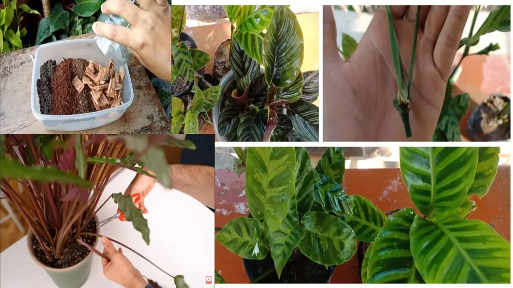 Cómo propagar la Calathea rufibarba