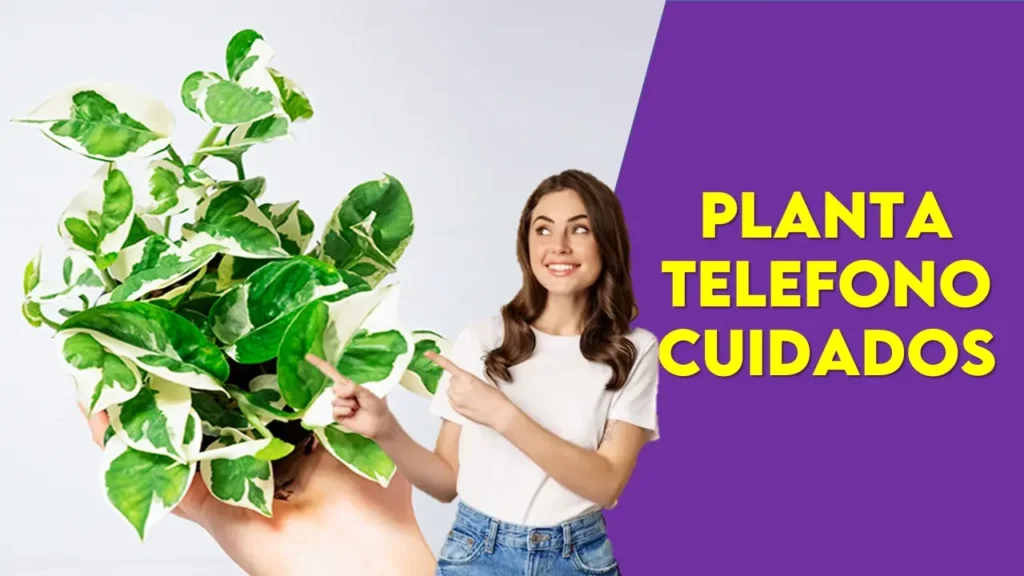 Planta Telefono Cuidados