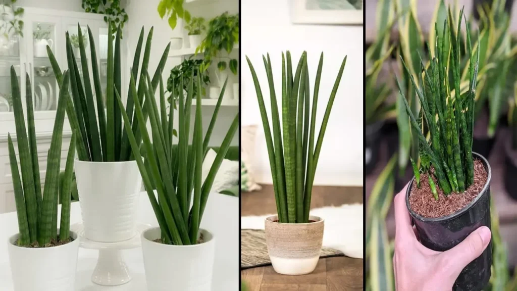 Cuidado de la Sansevieria cylindrica