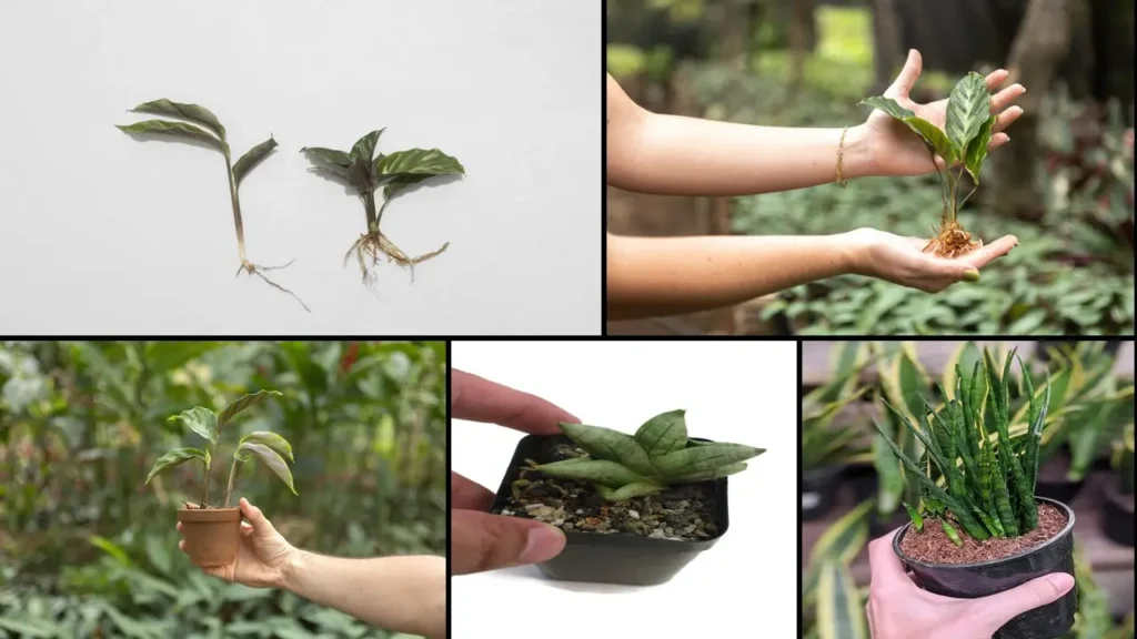 Propagación  Sansevieria cylindrica 