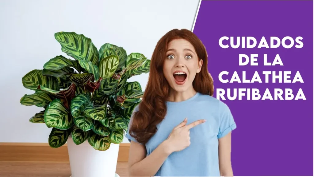 cuidados de la Calathea Rufibarba