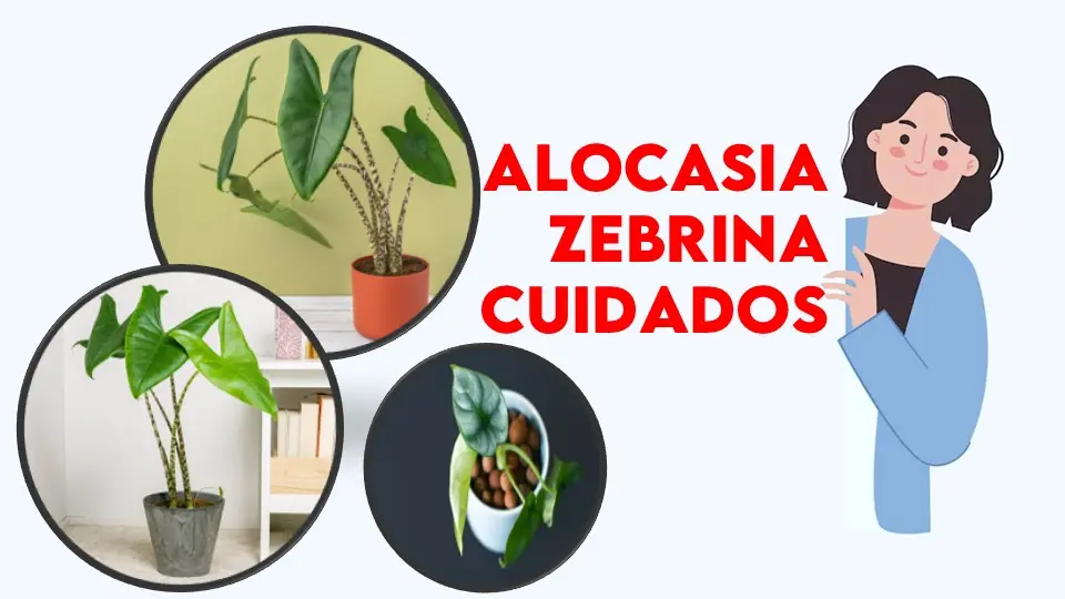 Alocasia Zebrina Cuidados