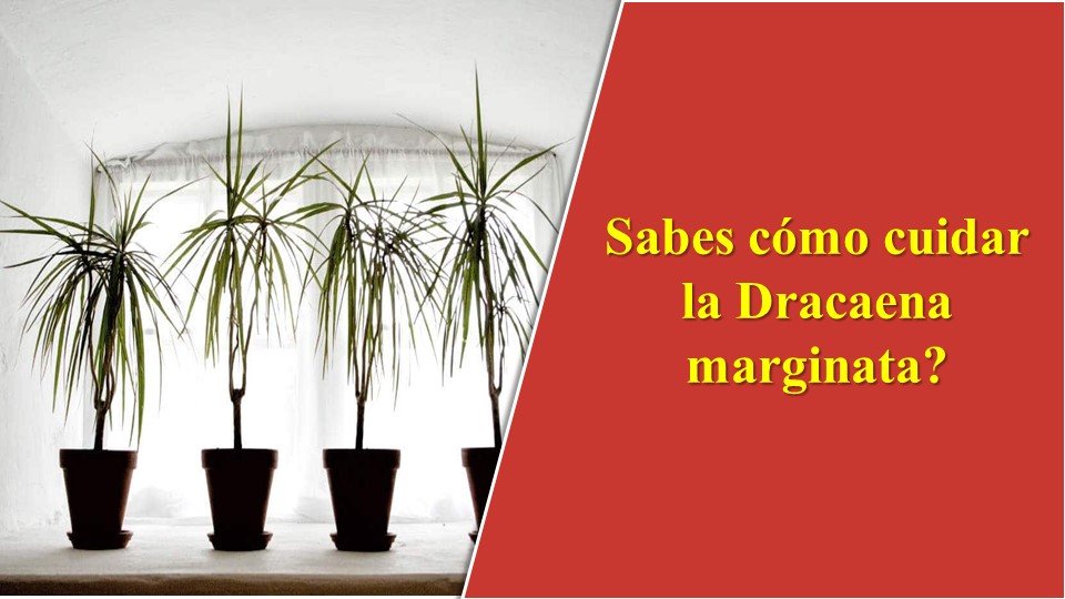 Sabes cómo cuidar la Dracaena marginata?