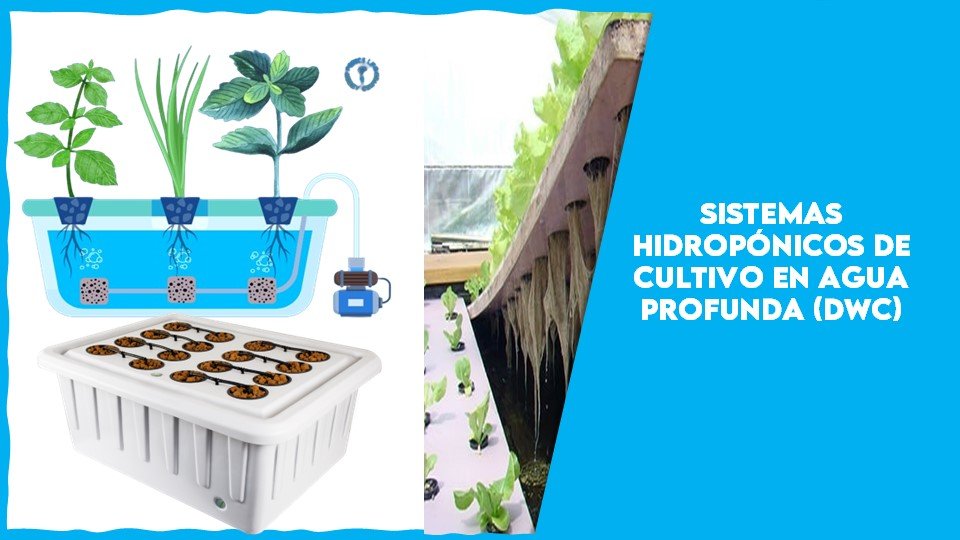 Sistemas Hidropónicos de Cultivo en Agua Profunda (DWC)