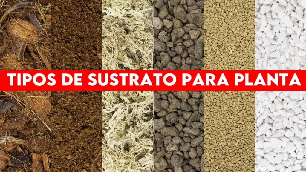 tipos de sustrato para planta