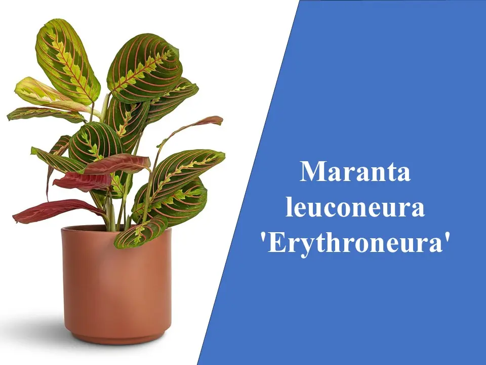 Maranta leuconeura 'Erythroneura