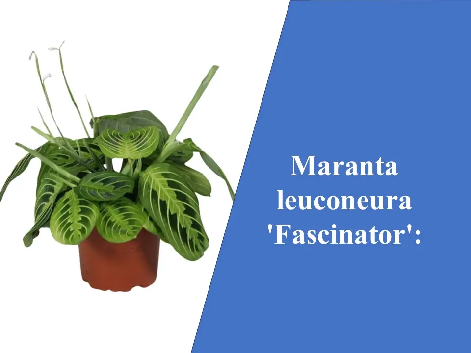 Maranta leuconeura 'Fascinator