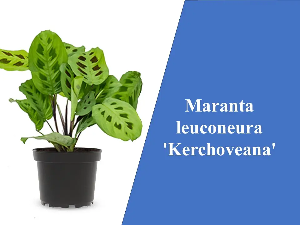 Maranta leuconeura 'Kerchoveana