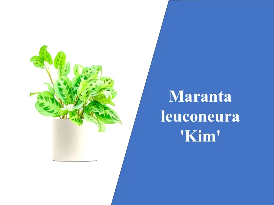 Maranta leuconeura 'Kim