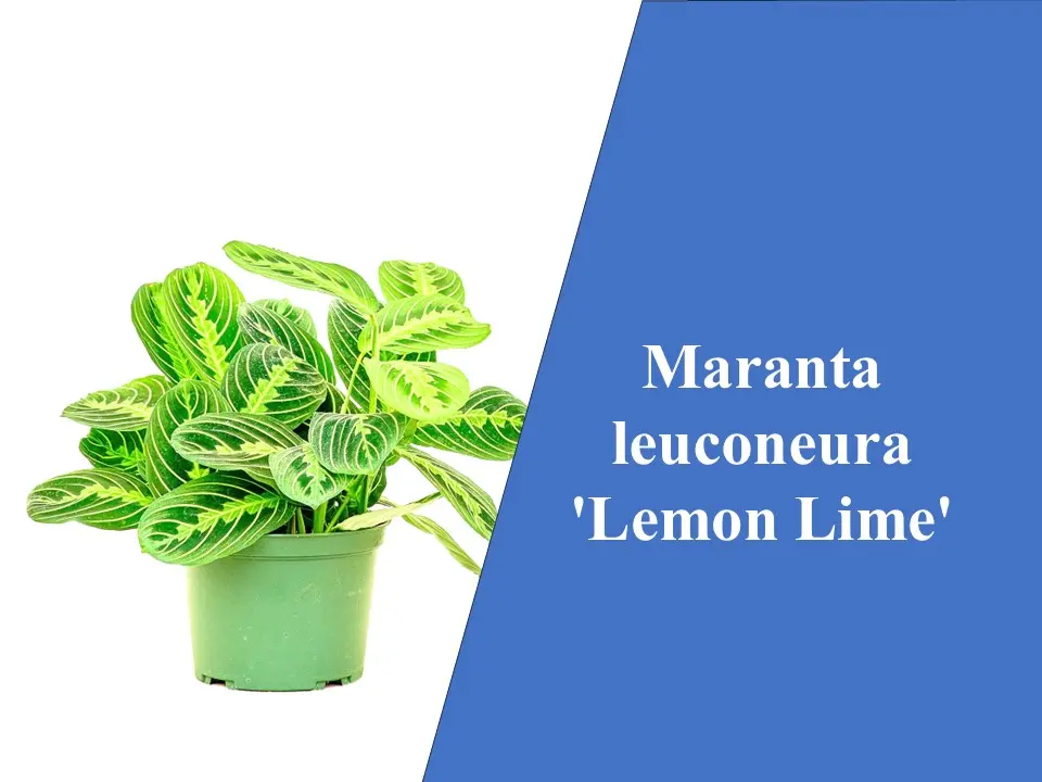 Maranta leuconeura 'Lemon Lime