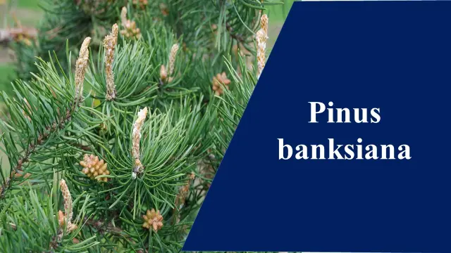 Pinus banksiana