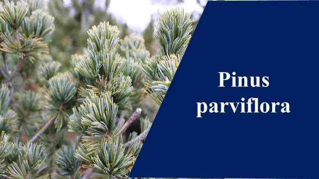 Pinus parviflora