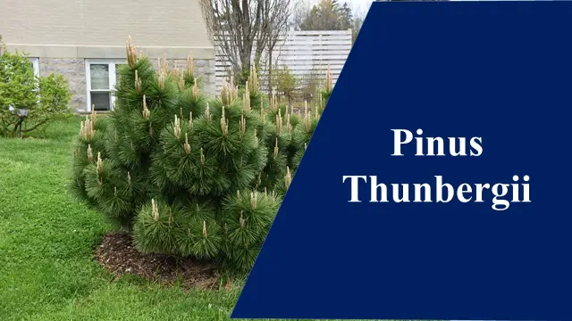 Pinus thunbergii