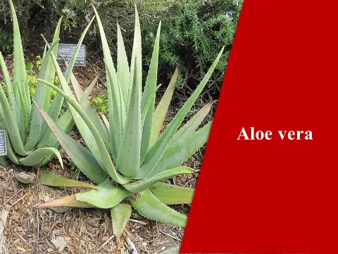 Aloe vera