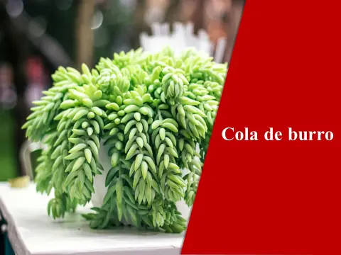 Cola de burro