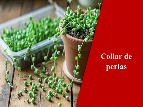 Collar de perlas