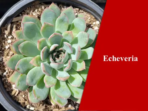 Echeveria
