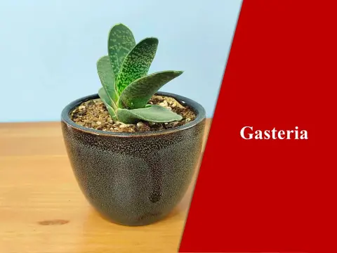 Gasteria