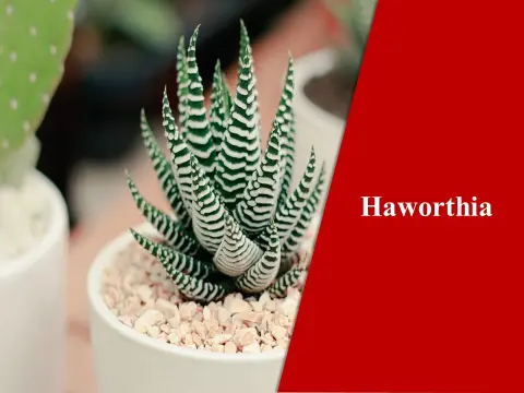 Haworthia
