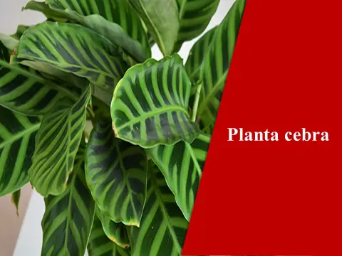 Planta cebra