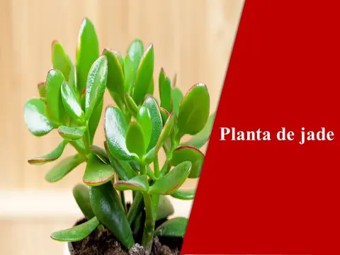 Planta de jade