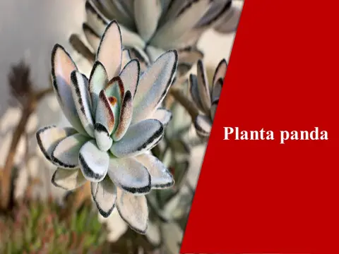Planta panda