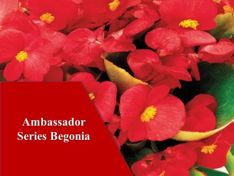 Ambassador Series Begonia