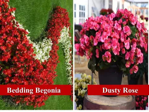 Bedding Begonia, Dusty Rose