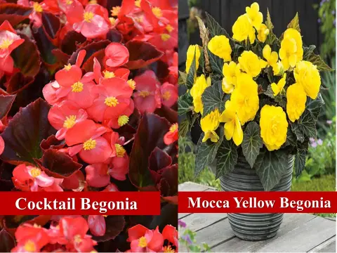 Cocktail ,Mocca Yellow Begonia