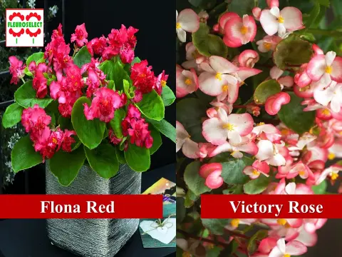 Flona Red, , Victory Rose