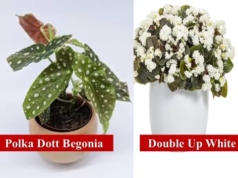 Polka Dott Begonia, Double Up White