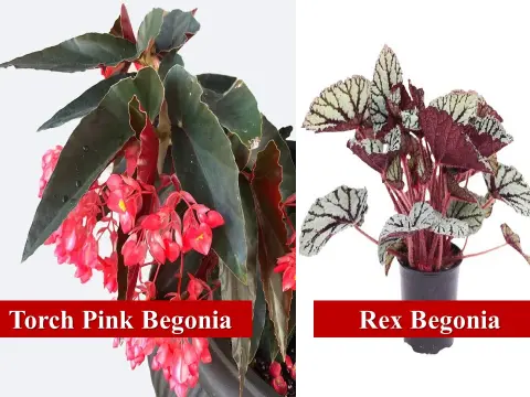 Torch Pink Begonia, Rex Begonia