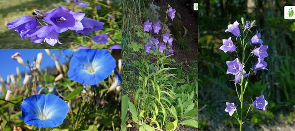 Campanillas flower