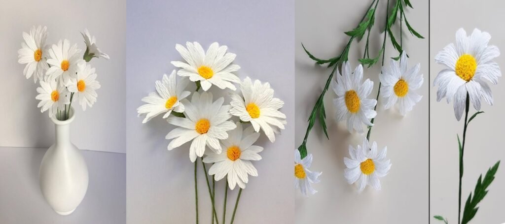 Margarita de Papel planta