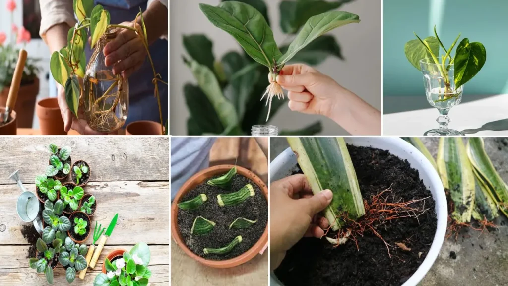 Método de propagación de plantas de interior