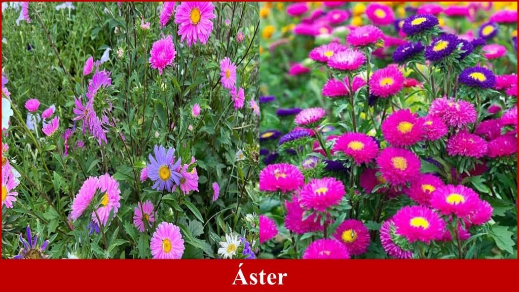 Áster