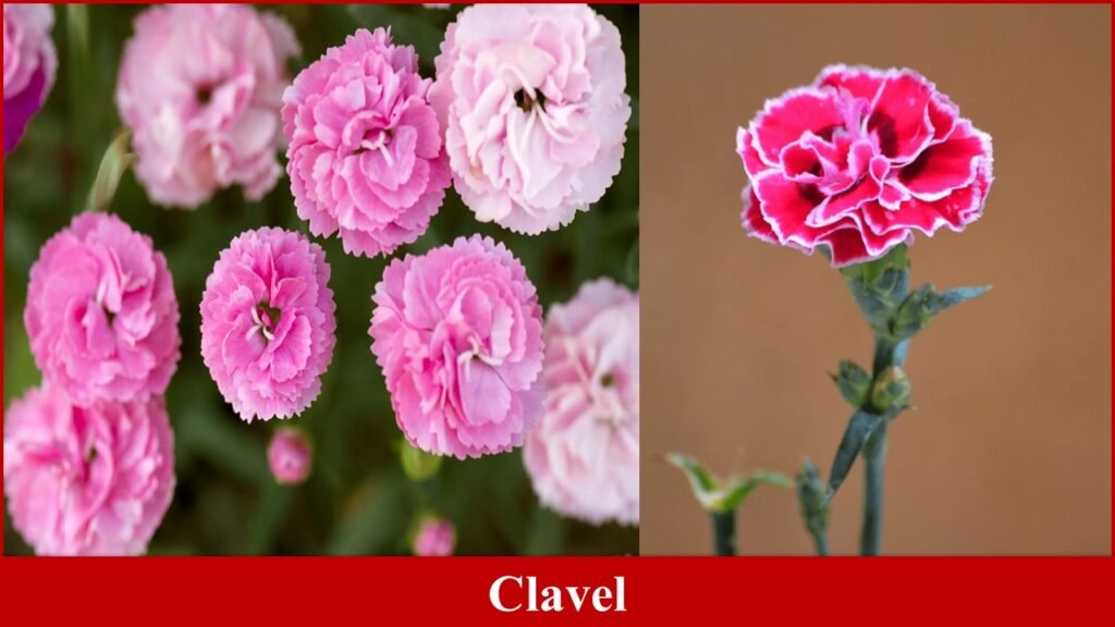 Clavel