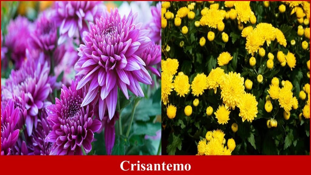 Crisantemo