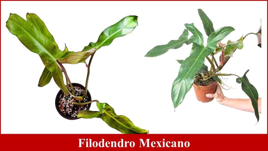 Filodendro Mexicano