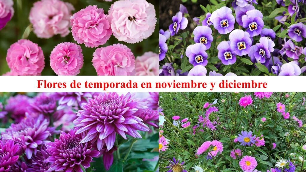 Flores de temporada en noviembre y diciembre