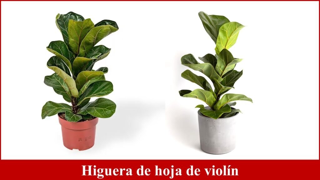 Higuera de hoja de violín
