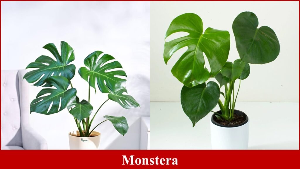 Monstera