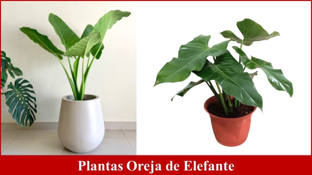 Plantas Oreja de Elefante